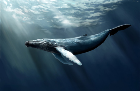 عکس بزرگترین موجود روی زمین whale bigest animal