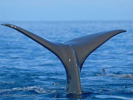 دم وال و نهنگ whale tail