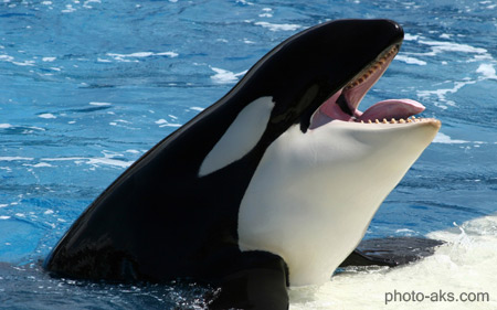 نهنگ قاتل تعلیم دیده whale orca sea