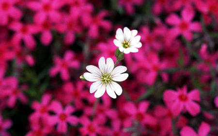 عکس والپیپر شاخه گل سفید white and pink flower