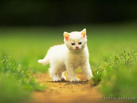 عکس بچه گربه سفید white cat