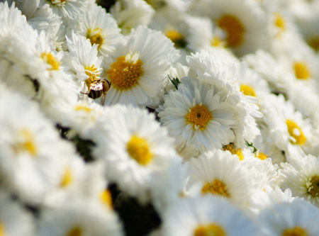 تصویر پس زمینه گلهای بابونه سفید white daisies wallpaper