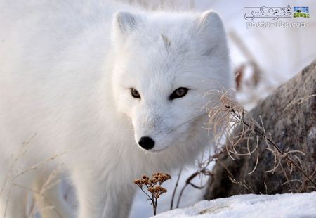 عکس روباه سفید ماده female white fox
