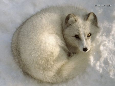 روباه سفید white fox