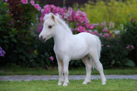 عکس کره اسب سفید خوشگل white horse baby