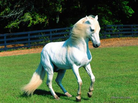 اسب سفید در چمنزار white horse