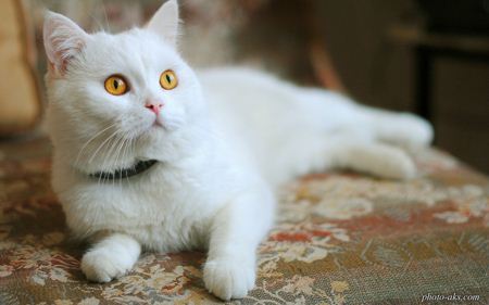 گربه سفید خوشگل white and sweet kitty 