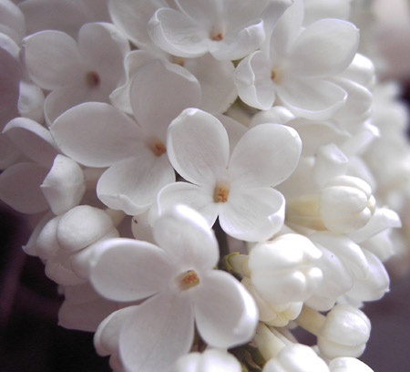 عکس گل یاس سفید white lilac close up
