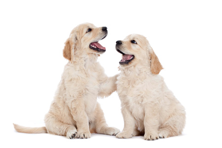 عکس توله سگ های سفید بانمک white puppy dogs