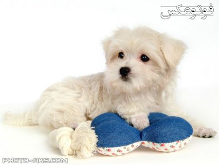 توله سگ سفید پشمالو white puppy lovely