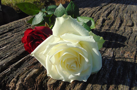 شاخه گل رز سفید طبیعی white rose flower