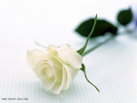 شاخه گل رز سفید white rose