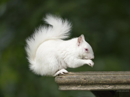 عکس سنجاب سفید white squirrel