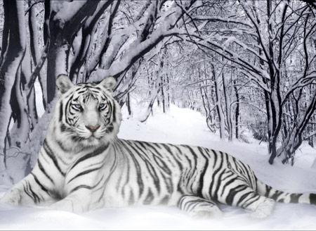 ببر بنگال سفید در برف زمستان white tiger jungle winter