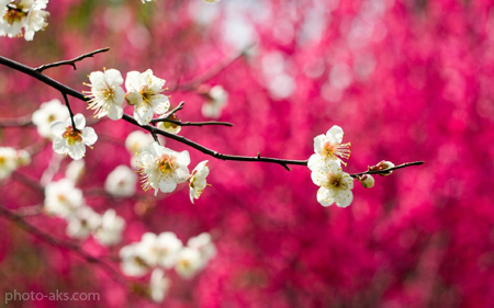شکوفه های بهاری گیلاس white flower in tree spring