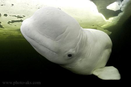 نهنگ سفید white whale