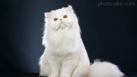 گربه ایرانی سفید پشمالو white persian cat