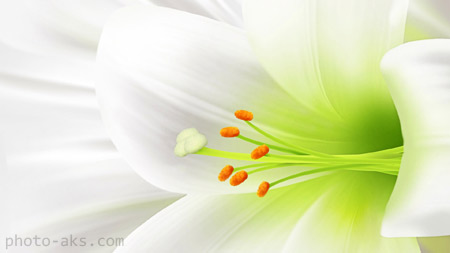 والپیپر گل لیلیوم سفید white lily flower