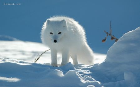 روباه سفید در برف white fox