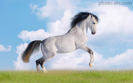 والپیپر اسب سفید white horse wallpaper
