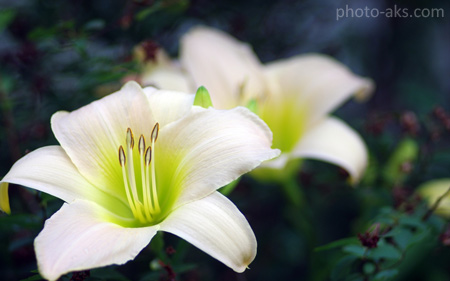 عکس گل لیلیوم سفید زیبا white lilies flower