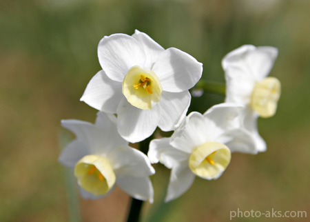 گل نرگس سفید white narcissus