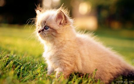 بچه گربه ایرانی white persian kitten