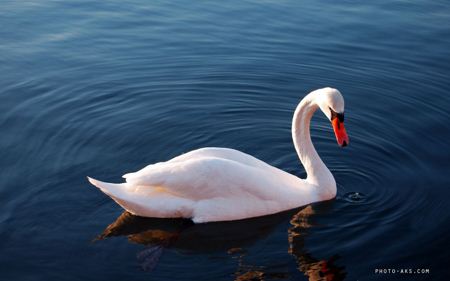عکس قو روی آب white swan in water