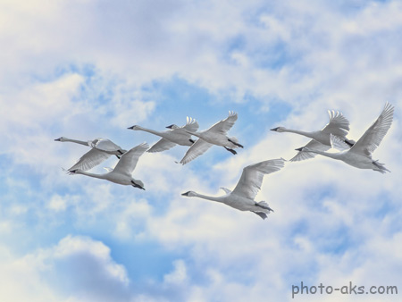 پرواز قو ها بر فراز آسمان white swans flying