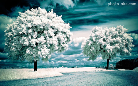 منظره درختان پوشیده از برف white tree in winter