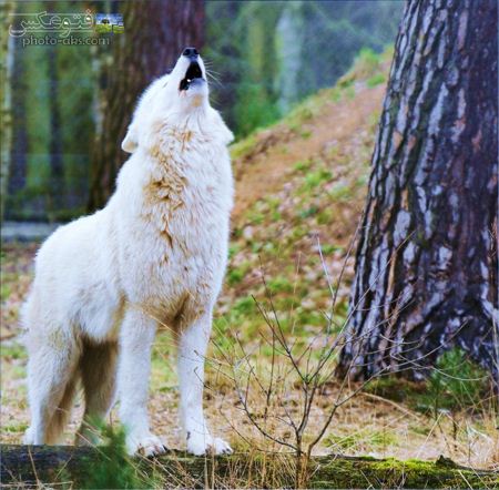 زوزه گرگ سفید در جنگل white wolf in jungle