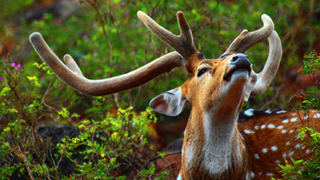 عکس گوزن در حیات وحش wild animal deer
