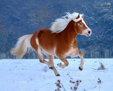 عکس اسب با یال سفید horse running