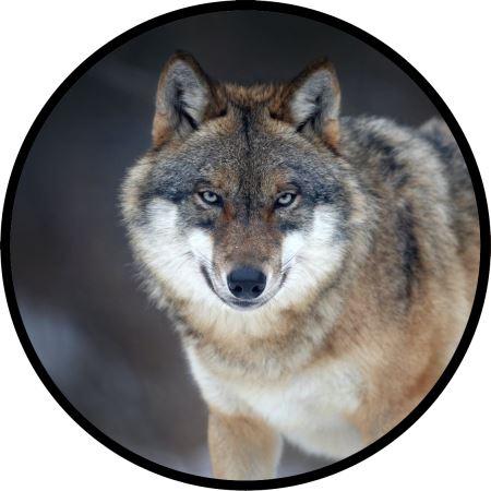 عکس پروفایل گرگ wolf look profile