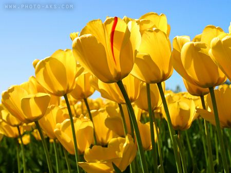 مزره گل لاله زرد yellow Tulips