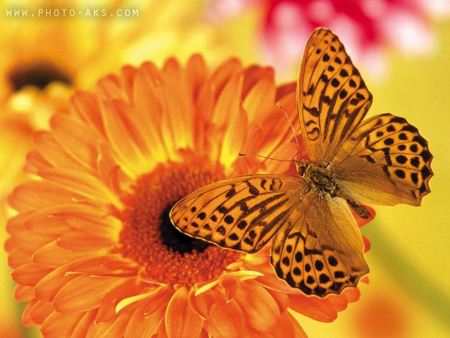 پروانه زرد روی گل yellow butterfly