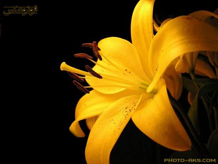 گل لیلیوم زرد بسیار زیبا yellow flower