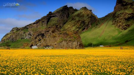 منظره دشت گل در دامنه کوه yellow flowers field