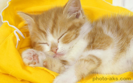 خواب بچه گربه ناز کوچولو yellow kitty wallpaper