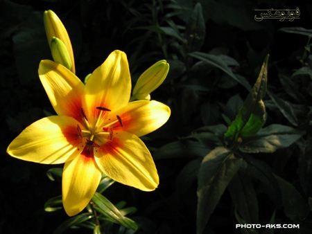 گل لیلیوم زرد lilium yellow flower