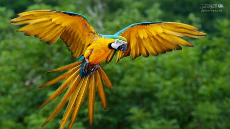 طوطی زرد در حال پرواز yellow parrot in flying
