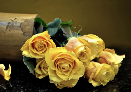 عکس گلهای رز زرد زیبا yellow rose flowers beautiful
