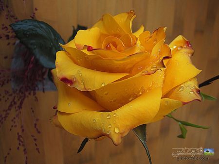 گل رز زرد با قطره های شبنم yellow rose flower
