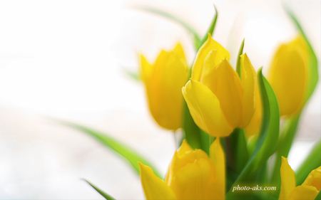گل زرد بهاری زیبا yellow spring flower