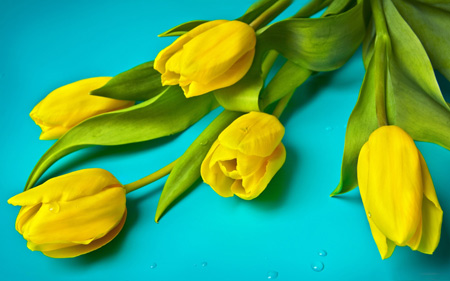 پستر شاخه گل های لاله زرد yellow tulips flowers
