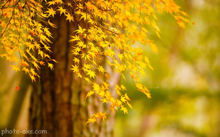 برگ های زرد و طلایی پاییزی yellow autumn leaves