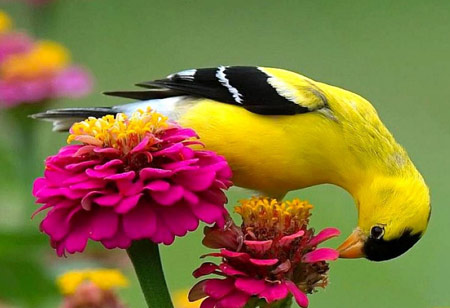 عکس پرنده زرد روی گل بنفش yellow birds on flower