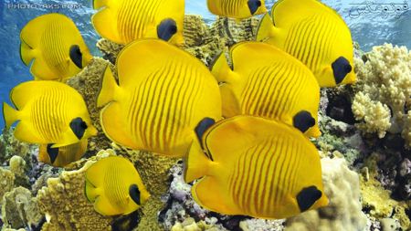 ماهی های زرد آکواریومی yellow fishs