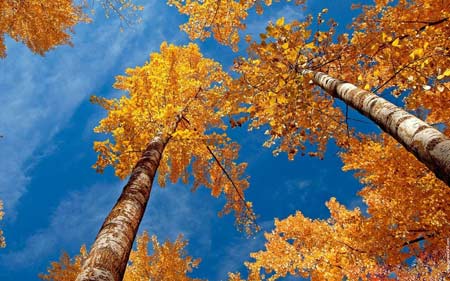 درختان سر به فلک کشیده yellow autumn tree