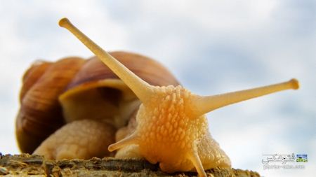 سر و شاخ حلزون زرد رنگ head of snail